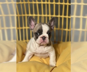 French Bulldog Puppy for sale in ANNAPOLIS, MD, USA
