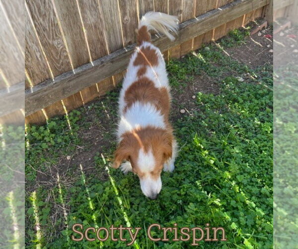 Medium Photo #8 Dachshund Puppy For Sale in San Antonio, TX, USA