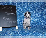 Small Photo #2 Great Dane Puppy For Sale in LAKE CITY, FL, USA