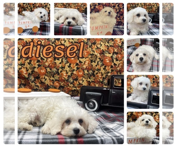 Medium Photo #1 Bichon Frise Puppy For Sale in PICKFORD, MI, USA