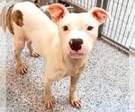 Small #1 American Pit Bull Terrier