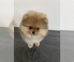 Small Photo #1 Pomeranian Puppy For Sale in CHULA VISTA, CA, USA