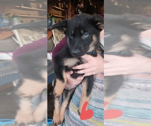 German Shepherd Dog Puppy for sale in NORTH HIGHLANDS, CA, USA