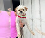 Small #3 Maltese Mix