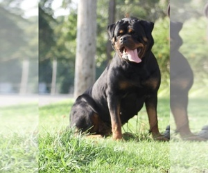 Mother of the Rottweiler puppies born on 01/09/2026
