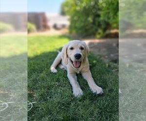 Golden Retriever Puppy for sale in CLOVIS, CA, USA