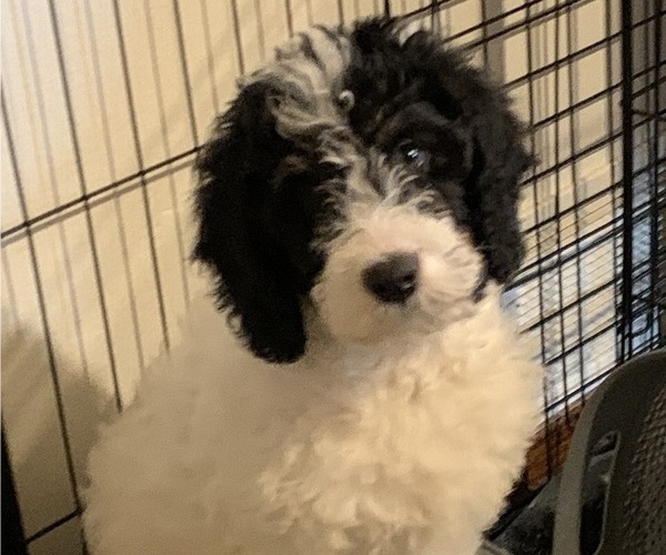 Medium Photo #1 Labradoodle Puppy For Sale in AMES, IA, USA