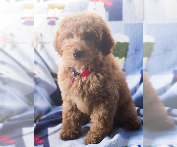 Medium Photo #2 Goldendoodle Puppy For Sale in MILWAUKEE, WI, USA