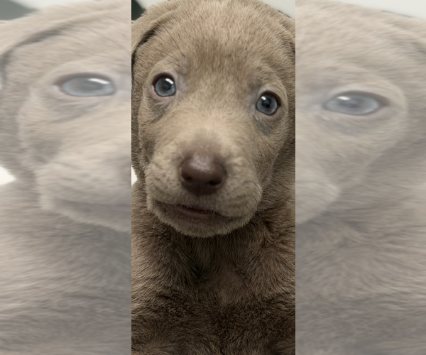 Medium Photo #43 Labrador Retriever Puppy For Sale in SIMI VALLEY, CA, USA