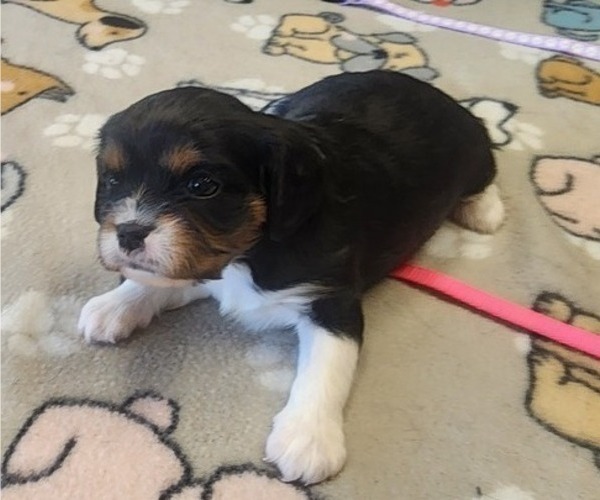 Medium Photo #1 Aussalier Puppy For Sale in ATHOL, ID, USA