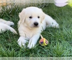 Small Photo #1 English Cream Golden Retriever Puppy For Sale in WHITE SALMON, WA, USA