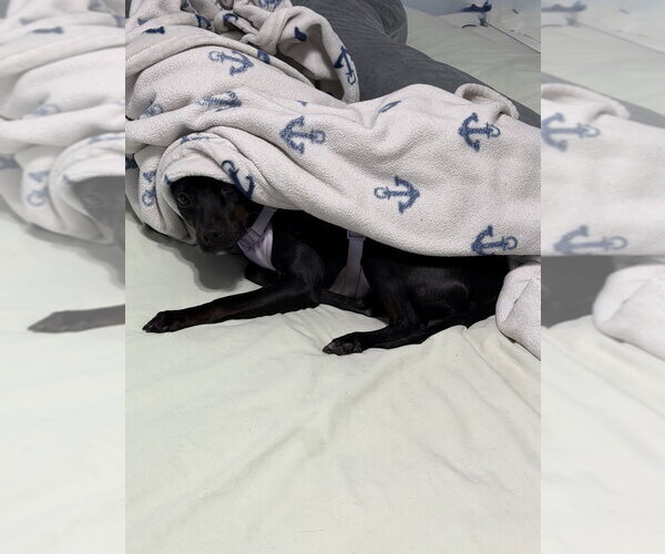 Medium Photo #4 Mutt Puppy For Sale in Mundelein, IL, USA