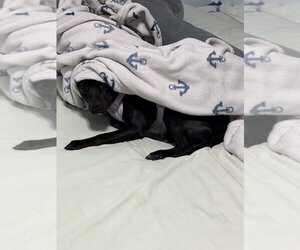 Savvy - Female Mutt Dog for Adoption - Photo #4