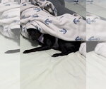 Small #3 Mutt
