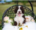 Small Photo #2 Bordoodle Puppy For Sale in STRAFFORD, MO, USA