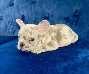 French Bulldog Puppy for sale in MIAMI BEACH, FL, USA