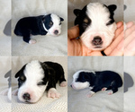 Small Photo #6 Miniature Australian Shepherd Puppy For Sale in BROOKER, FL, USA