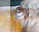 Small Photo #3 Alaskan Malamute Puppy For Sale in PINE VILLAGE, IN, USA