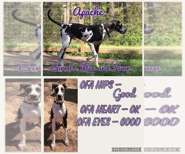 Medium Photo #1 Great Dane Puppy For Sale in ENGLEWOOD, TN, USA