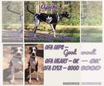 Small Photo #1 Great Dane Puppy For Sale in ENGLEWOOD, TN, USA