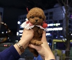 Small Photo #6 Poodle (Toy) Puppy For Sale in PORTLAND, OR, USA