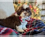 Puppy Macaroni Shih Tzu