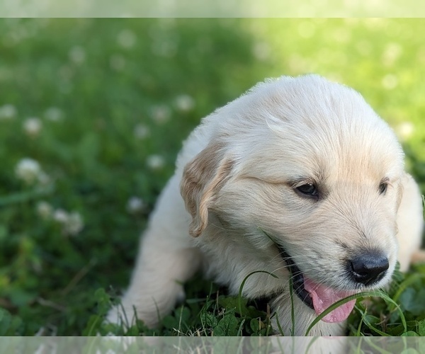 Medium Photo #15 Golden Retriever Puppy For Sale in WOOSTER, OH, USA