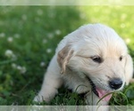 Small Photo #15 Golden Retriever Puppy For Sale in WOOSTER, OH, USA