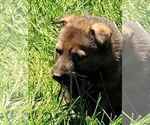 Small #14 German Shepherd Dog