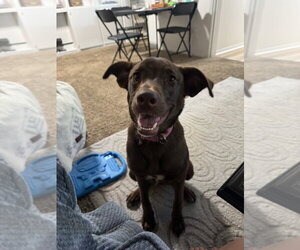 Labrador Retriever-Wheaten Terrier Mix Dogs for adoption in Aurora, IN, USA