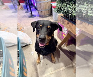 Oakley - Female Rottweiler Dog for Adoption - Photo #11