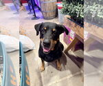Small Photo #11 Rottweiler Puppy For Sale in Gilbert, AZ, USA