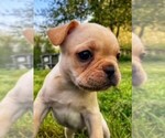 Small Photo #10 French Bulldog Puppy For Sale in PARAGON, IN, USA