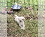 Small Photo #2 Labrador Retriever Puppy For Sale in ST PETERSBURG, FL, USA
