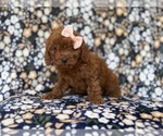 Small #7 Cavapoo (Miniature)