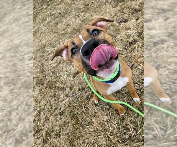 Medium Photo #7 Mutt Puppy For Sale in Gloversville, NY, USA