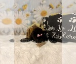 Small #4 Pomeranian