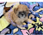 Puppy 3 Shih Tzu