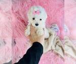 Small #2 Maltese