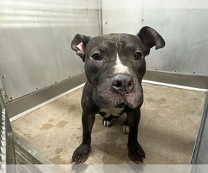 Mutt Dogs for adoption in San Bernardino, CA, USA