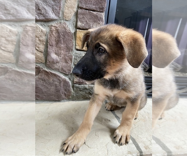 Medium Photo #6 German Shepherd Dog Puppy For Sale in MOORESVILLE, NC, USA
