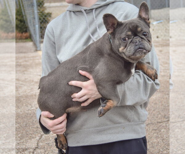 Medium Photo #2 French Bulldog Puppy For Sale in Huntley, IL, USA