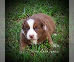 Miniature Australian Shepherd Puppy for sale in SMITHVILLE, AR, USA
