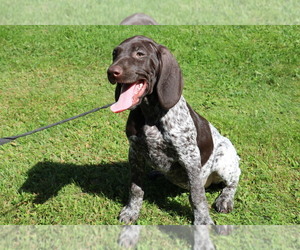 German Shorthaired Pointer Puppy for sale in SCHDY, NY, USA