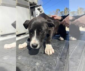 American Pit Bull Terrier-Unknown Mix Dogs for adoption in Conroe, TX, USA