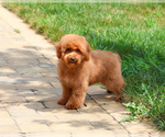 Small #2 Poodle (Miniature)