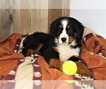 Small Photo #6 Bernese Mountain Dog Puppy For Sale in HORN CREEK, CO, USA