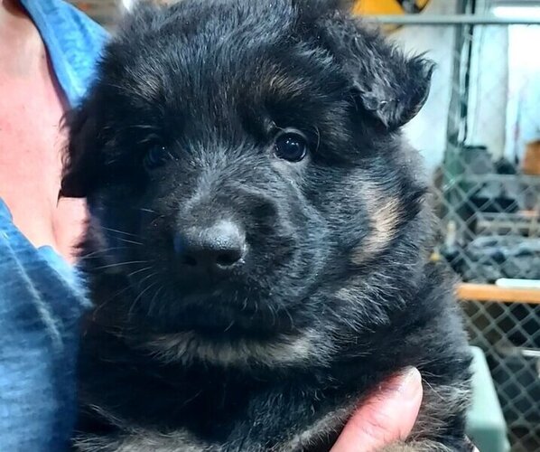 Medium Photo #1 German Shepherd Dog Puppy For Sale in BROOKVILLE, IN, USA