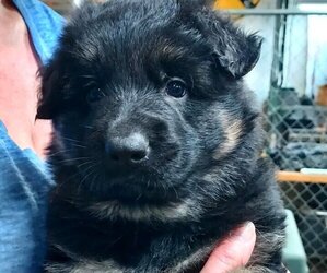 German Shepherd Dog Puppy for sale in BROOKVILLE, IN, USA