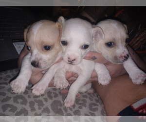 Chiweenie Puppy for sale in MANISTIQUE, MI, USA